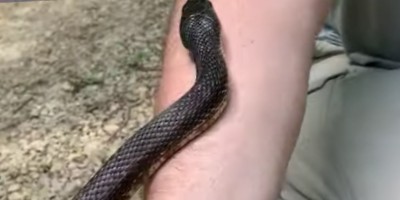 New Jersey snake